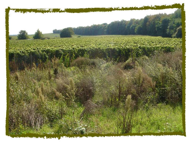Baugrundstück am Weinberg****Unverbaubarer Blick****
